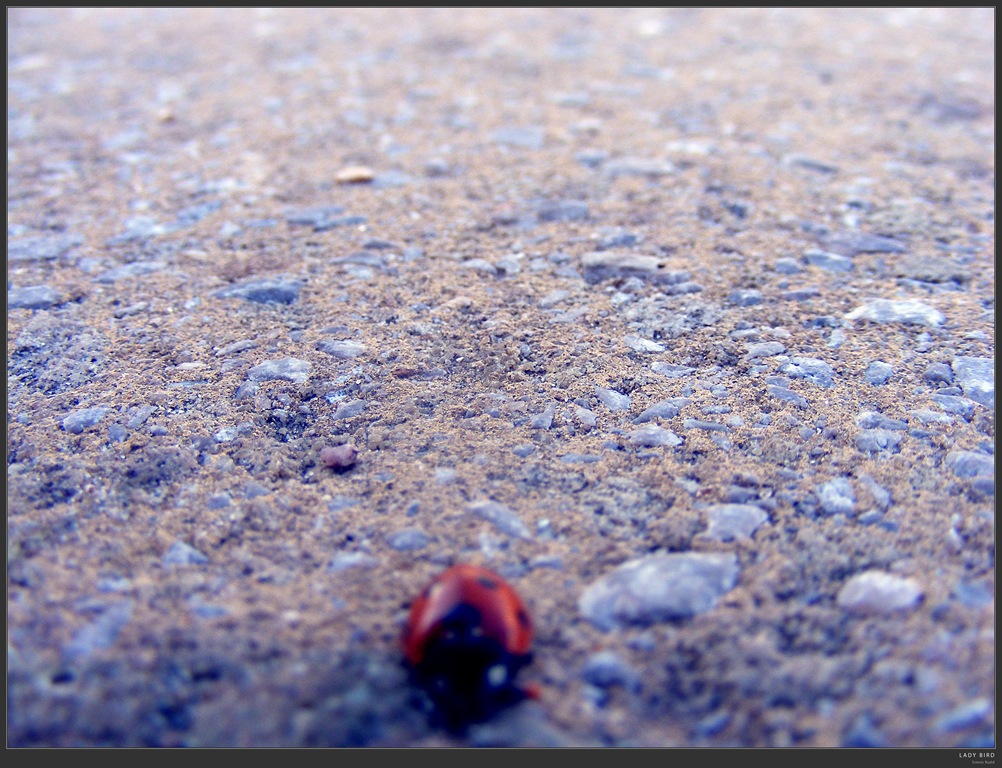 [ladybird[3].jpg]