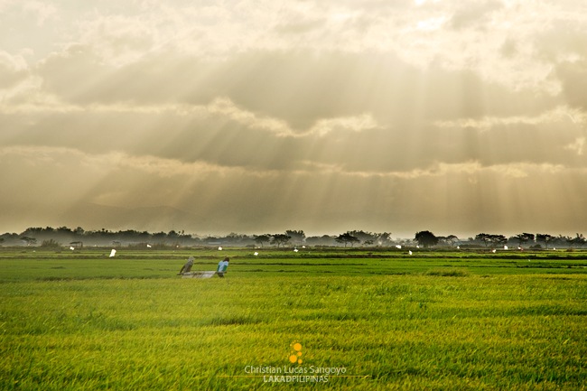 Godrays at the Candaba Rice Field