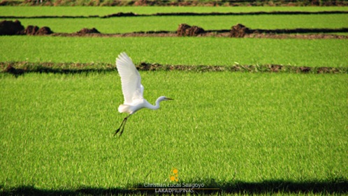 An Egret in flight at Candaba Wetlands