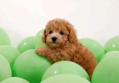 รูปภาพ สัตว์เลี้ยง ฟาร์มสัตว์เลี้ยง น่ารักๆ