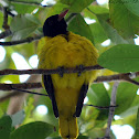 Black-headed Oriole