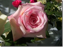 pink rose