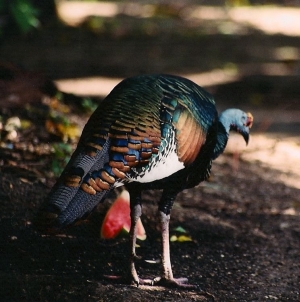 Guatemala Daily Photo – Ocellated Turkeys Runing Freely in Tikal National Park Guatemala Daily Photo – Ocellated Turkeys Runing Freely in Tikal National Park