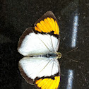 White Orange-tip