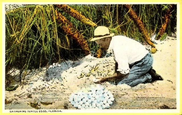 [GatheringTurtleeggs.jpg]