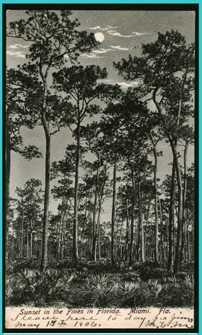 [2.SunsetinthepinesPOST3.jpg]
