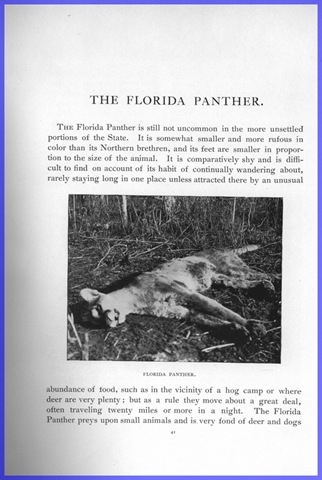 [Panther[5].jpg]