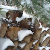 dsc07585.jpg
