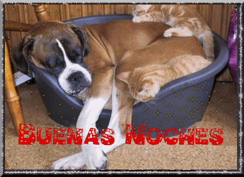 [buenas noches (8)[2].gif]