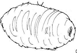 [ciclo de los gusanos de seda www.colorear (2)[2].gif]