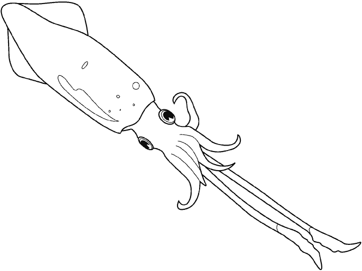 [calamar (3)[2].gif]