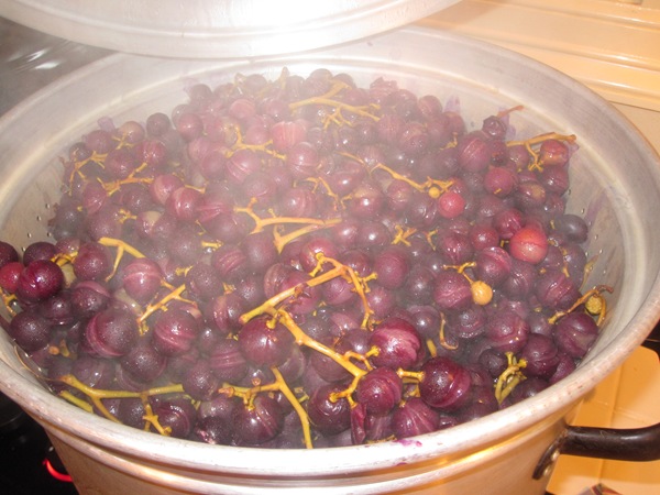 [grapepressing0159.jpg]