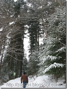 Прогулка по зимнему лесу возле парка Hambachtal
