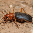 Bombardier beetle