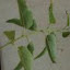 Eucalyptus 'Lemon'