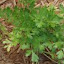 Parsley 'Flat or Italian'