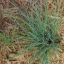 Chives 'Onion/Common'