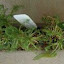 Chamomile 'Roman'