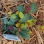 Wintergreen 'American'