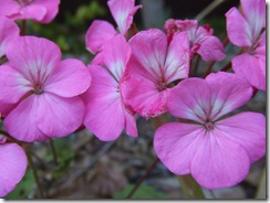 2009_02030007