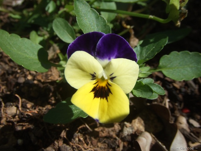 [2010_01310018[7].jpg]
