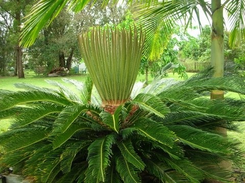 [Cycad[2].jpg]
