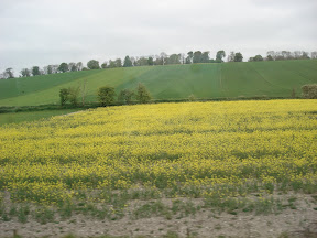 Fields of this stuff, everywhere