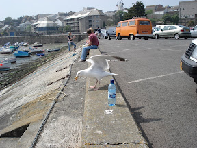 Squwak!!