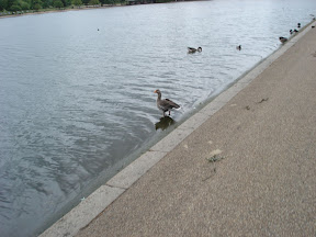 I hate Geese