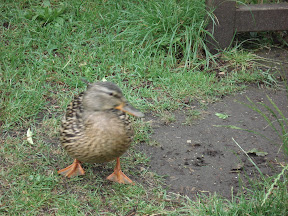 DSC01821.JPG