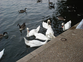 Swans!