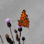 DSC_2777.JPG