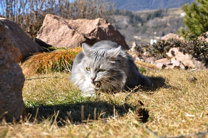 DSC_0910.jpg