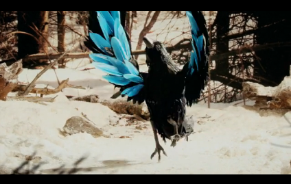 [Clipe bowerbirds alan poon in our talons (1)[6].png]