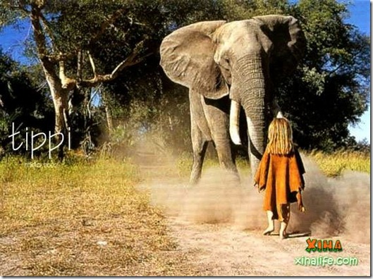 Book livro Tippi pequena garota e sua amizade com Animais selvagens  (12)