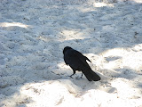 IMG_1136.JPG