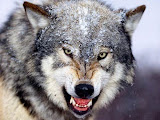 wolf.jpg