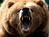 brownbear2.jpg
