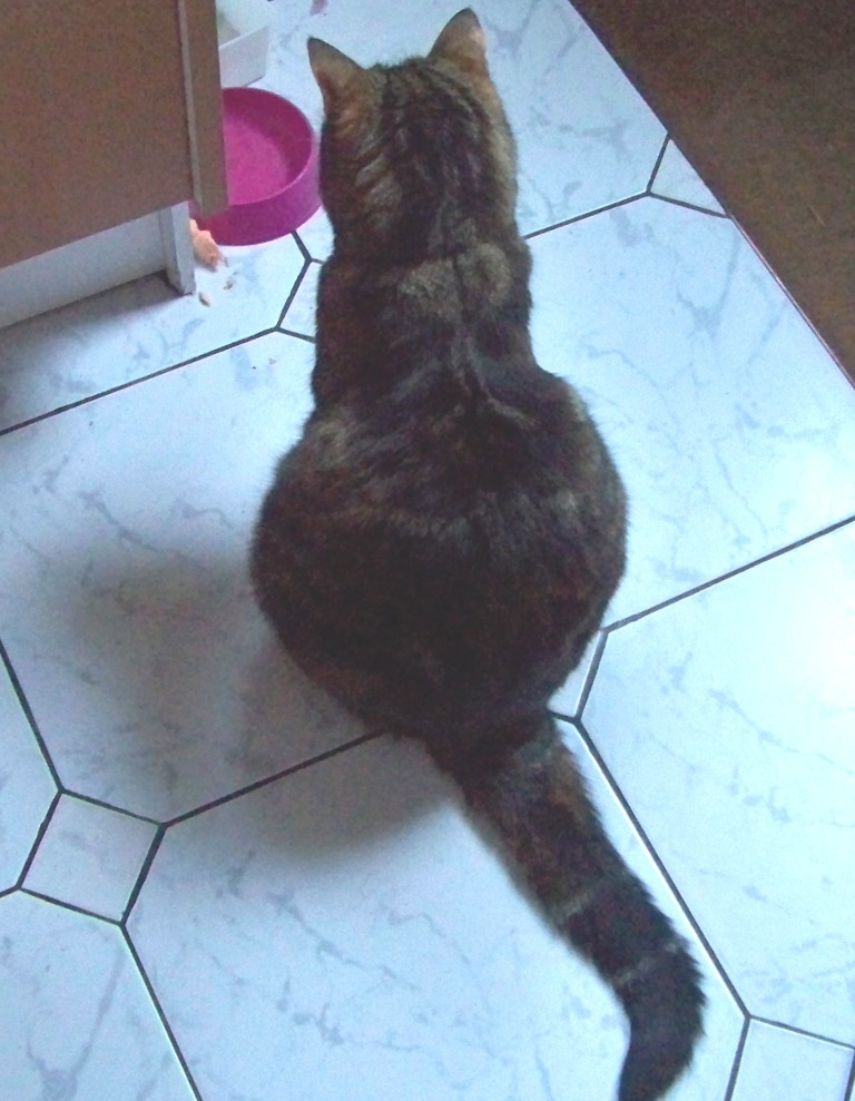 [miette poisson[4].jpg]