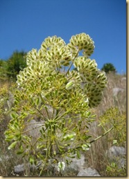 thapsia villosa