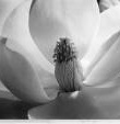 [magnolia[6].jpg]