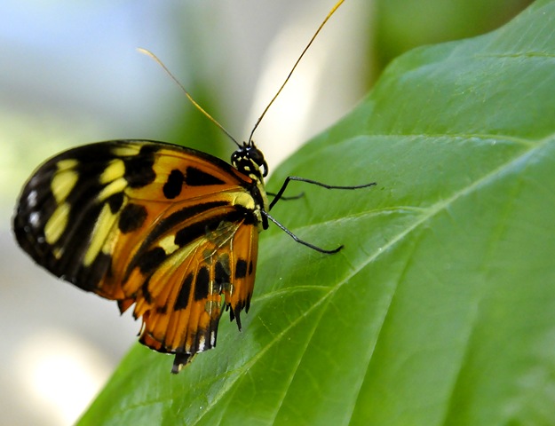 [butterfly macro[9].jpg]