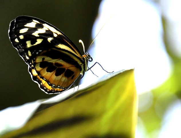 [butterfly macro2[11].jpg]