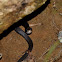 Northern Black Racer