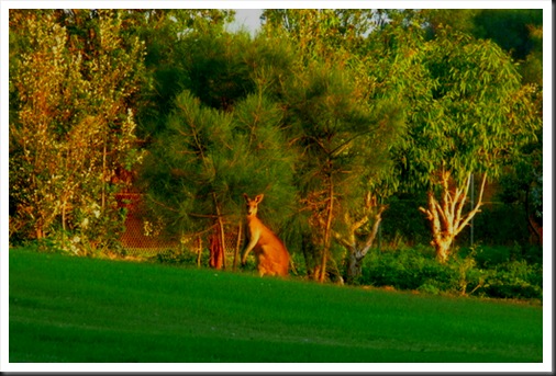 Yamba golf club_kangurus (7)