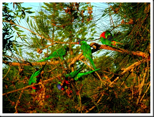 Yamba golf club_rainbow birds (4)