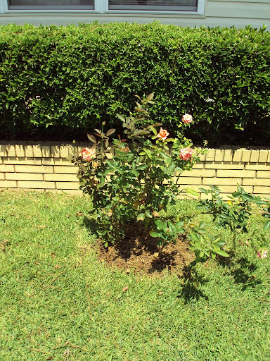 This is Durham - blooming more than Rosa Lee and few yellow leaves