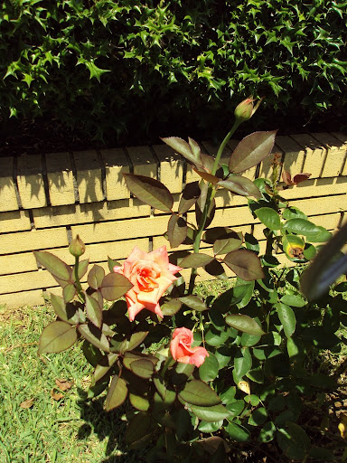Durham blooms and buds