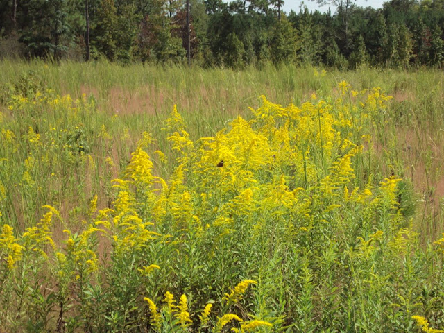 Pic 2 The yellow -- see the butterflies??? 09-28-09.