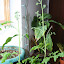 Yellow Canary Cherry Tomato